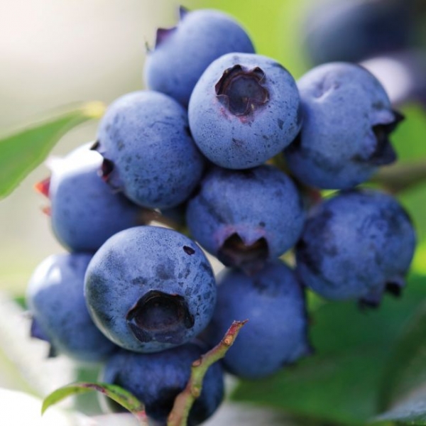 Flavouring - Blueberry
